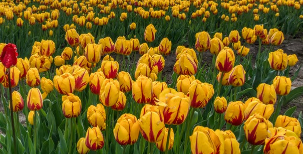 Tulips-1.png